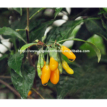 plántulas amarillas de Wolfberry con el sistema de raíz fuerte de China